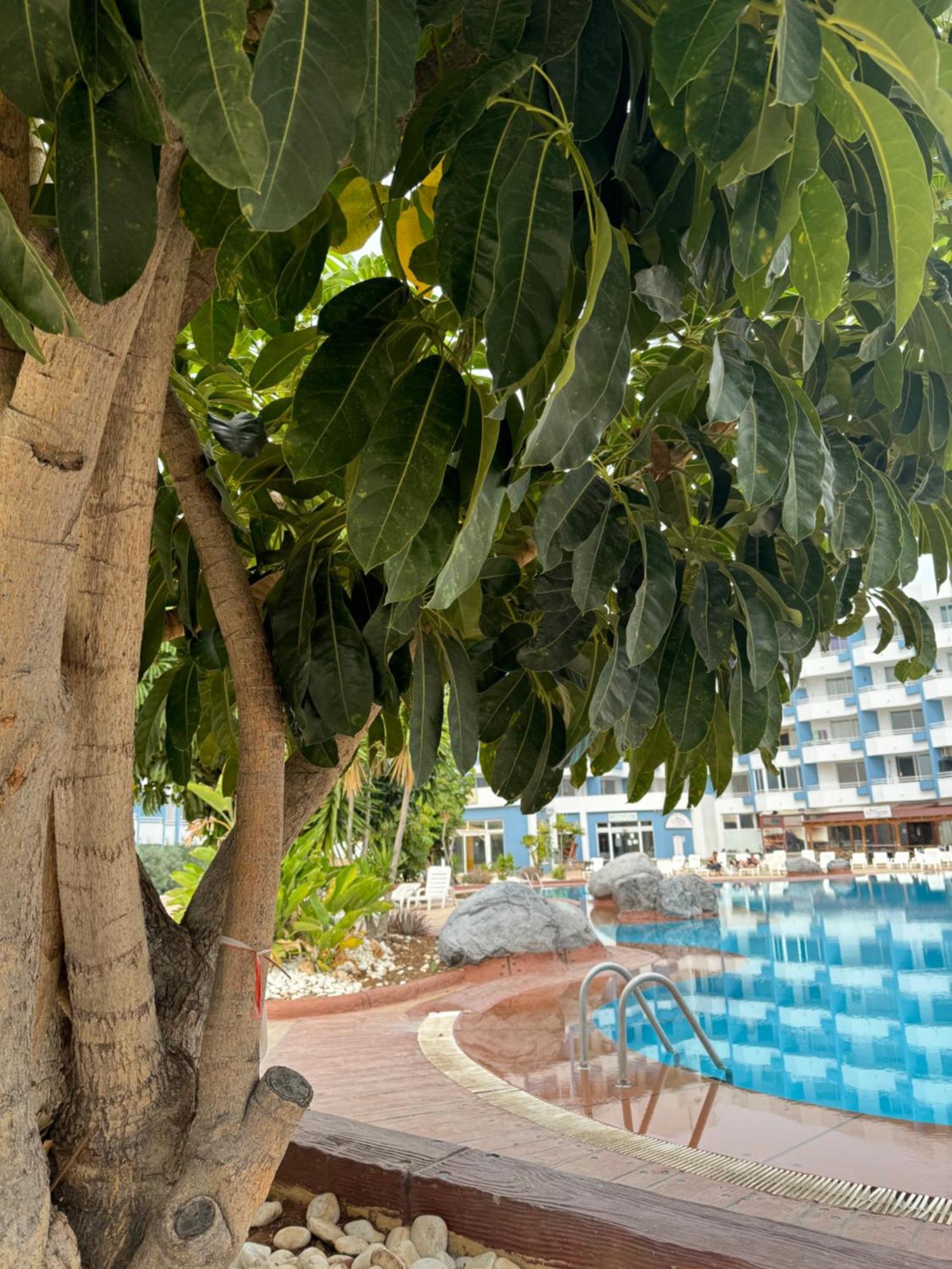 Island Paradise At Green Park San Miguel de Abona Exterior foto